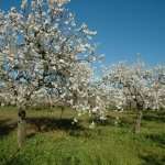 Almond Blossom
